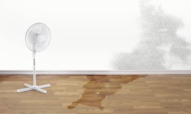 Best Mold removal after water damage  in Berrien Springs, MI